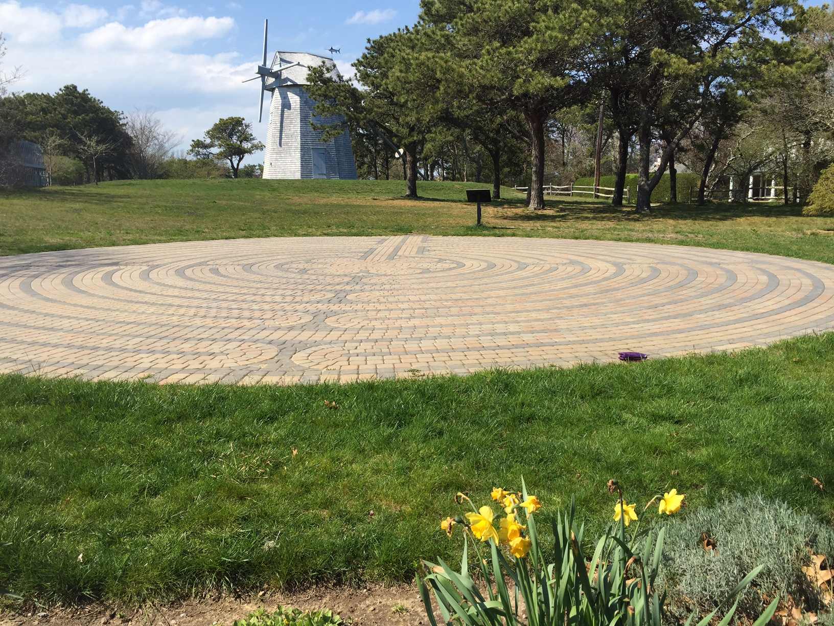 labyrinth-daffodils